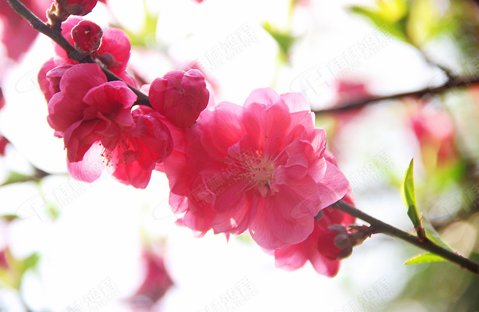 春暖花開，桂林鴻程誠(chéng)邀您共賞春景！