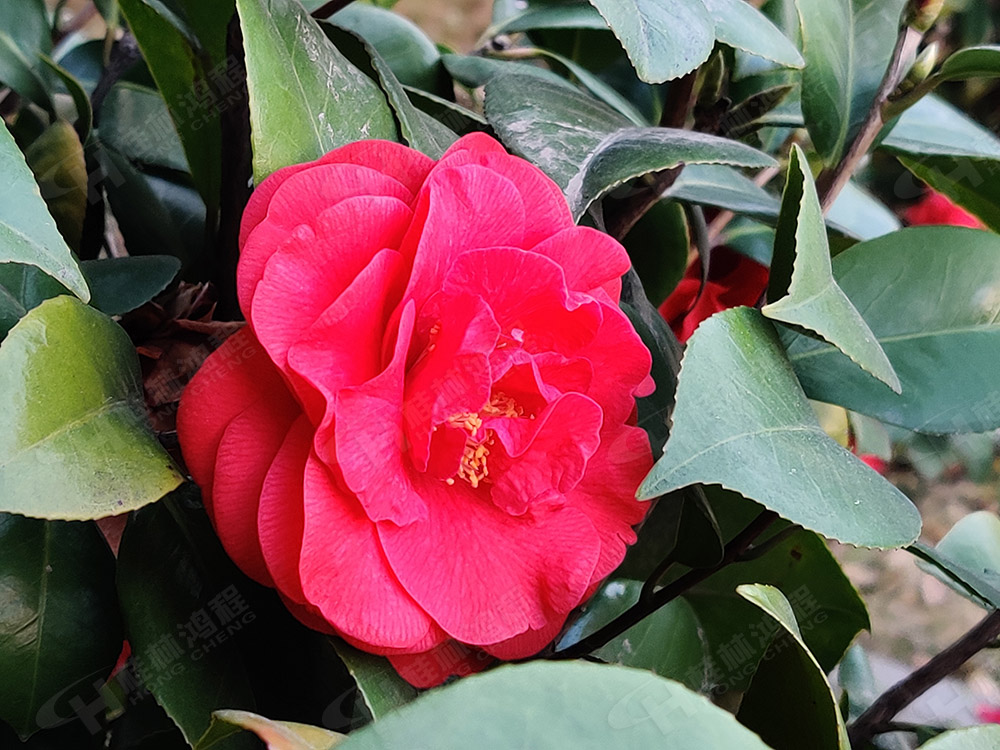 桂林鴻程花團(tuán)錦簇，滿園春色，邀您一起共賞春景，共商大計(jì)！
